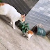 Mama cat finds her kitten outside..
