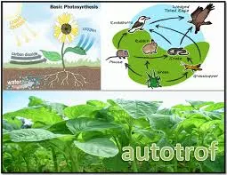 Makhluk hidup autotrof yaitu