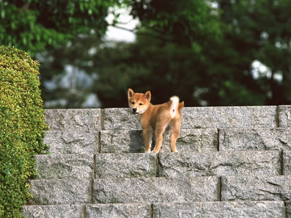  ワンちゃんがとけちゃうドッグマッサージ 