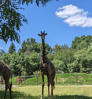 Free Technology for Teachers: Giraffes, Stories, and Bubbles