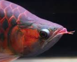 Cara Memilih Ikan Arwana Super Red Anakan