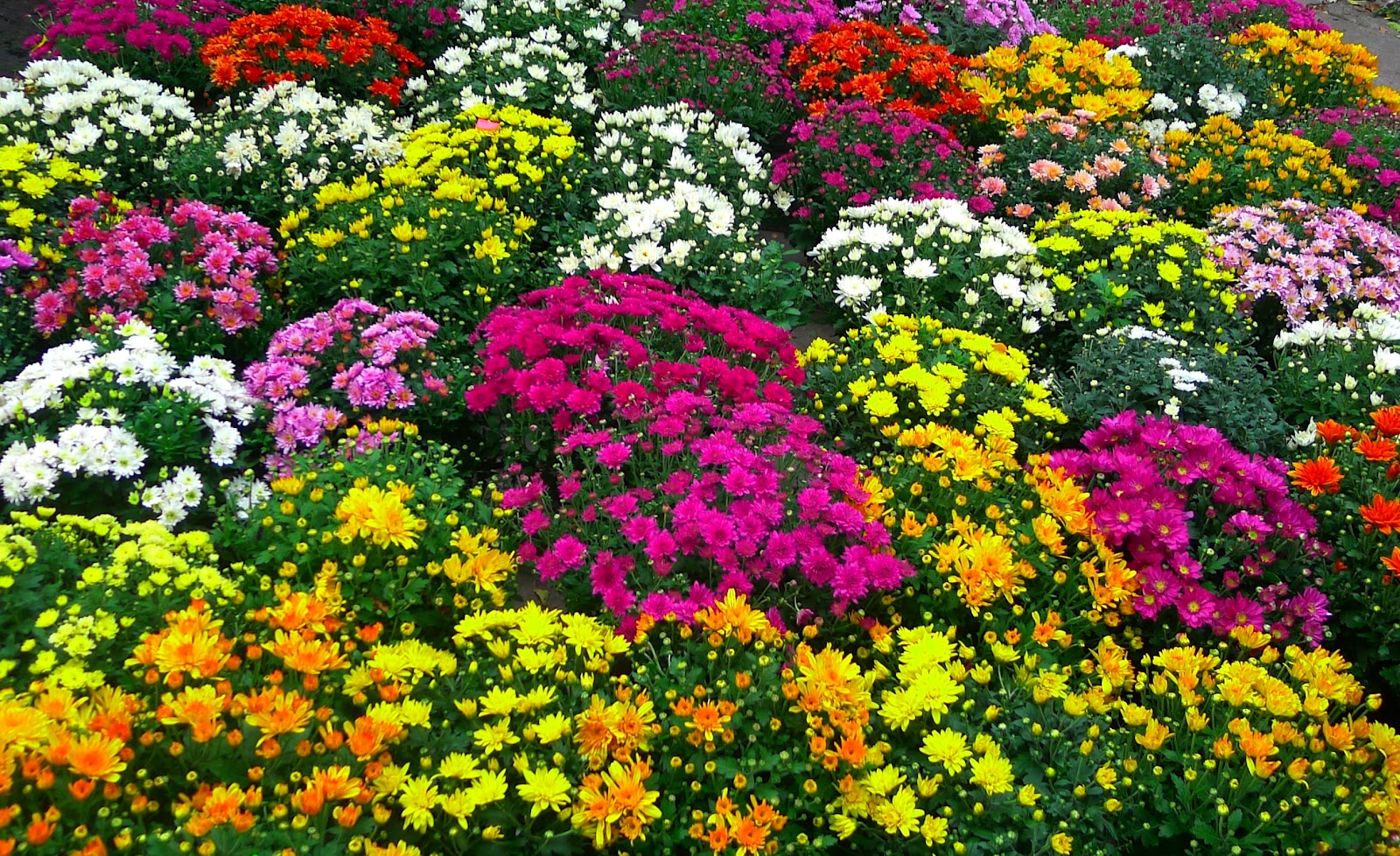 Wallpapers of Flowers: Wallpaper Flower Free Download