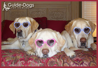Three Labrador Retrievers wear heart-shaped glasses for Valentine's Day