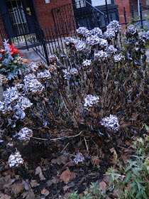 Spray painted Annabelle Hydrangeas by garden muses-not another Toronto gardening blog
