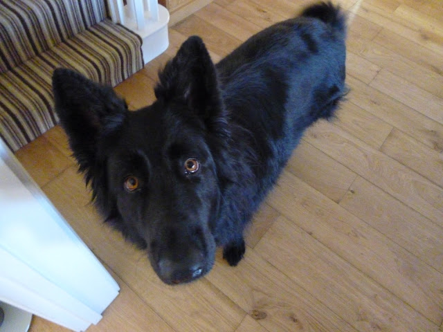 black belgian sheppard