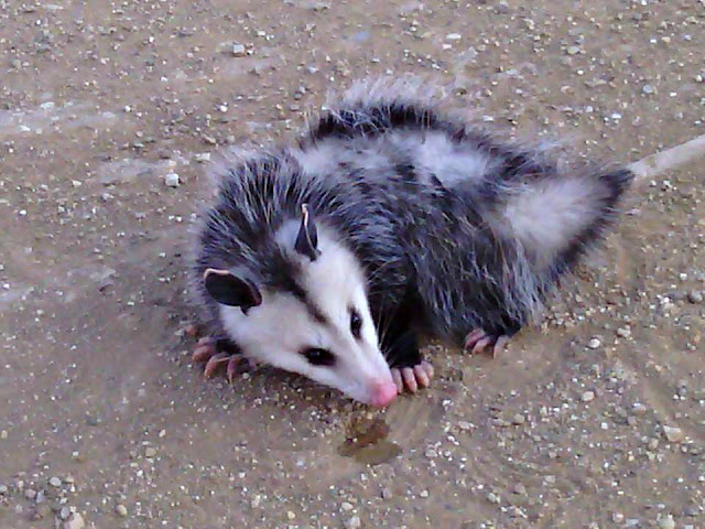A young possum