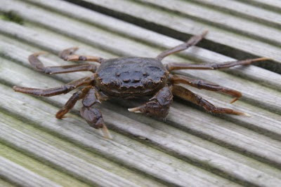 Chinese Wolhandkrab - - Eruicheir sinensis