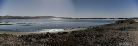 La baia di Bodega Bay