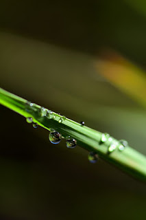 closeup of dew drops on vetiver