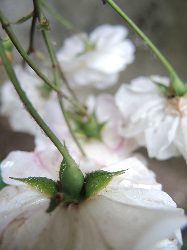 In mijn tuintjes: over mijn problematische achtertuin en de bloemen in  juni  2020