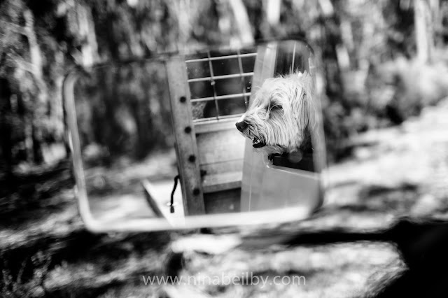 Dog in car Australian landscape and countryside photography in Rylstone, NSW