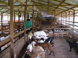 Anim Agro Technology KANDANG  KAMBING 