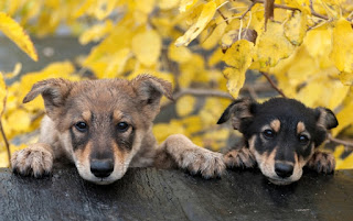 Köpek resimleri, kopek resim ve fotograflari, köpek resimleri, Komik Köpek Resimleri, İlginç Köpek Resimleri indir, Şirin Köpek Resimleri, Güzel Köpek Resimleri, Evcil Hayvan Resimleri, dog pictures indir köpekler güzel resimleri