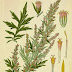 Ljekovito bilje i trave Komonjika, metiljka, divlji pelin (artemisia vulgaris l)