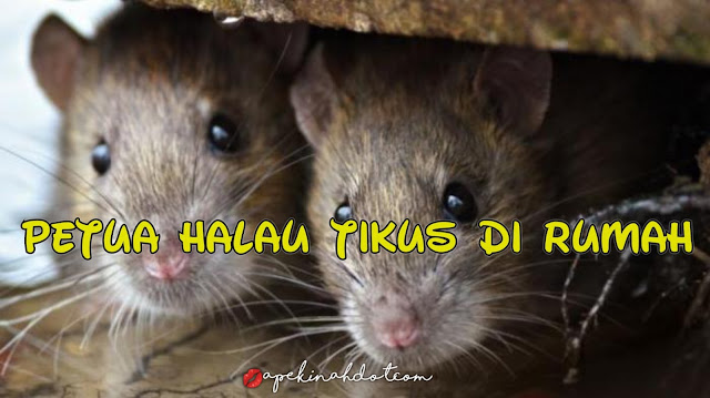 Cara halau tikus, petua halau tikus, tikus dalam rumah