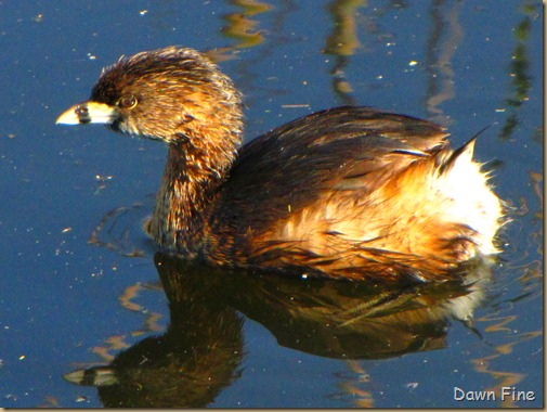 Sweetwater wetlands_065