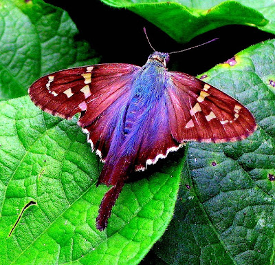 Foto: La mariposa más hermosa del mundo