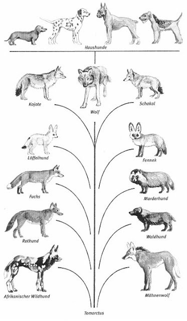 La historia de los perros (Canis lupus familiaris)