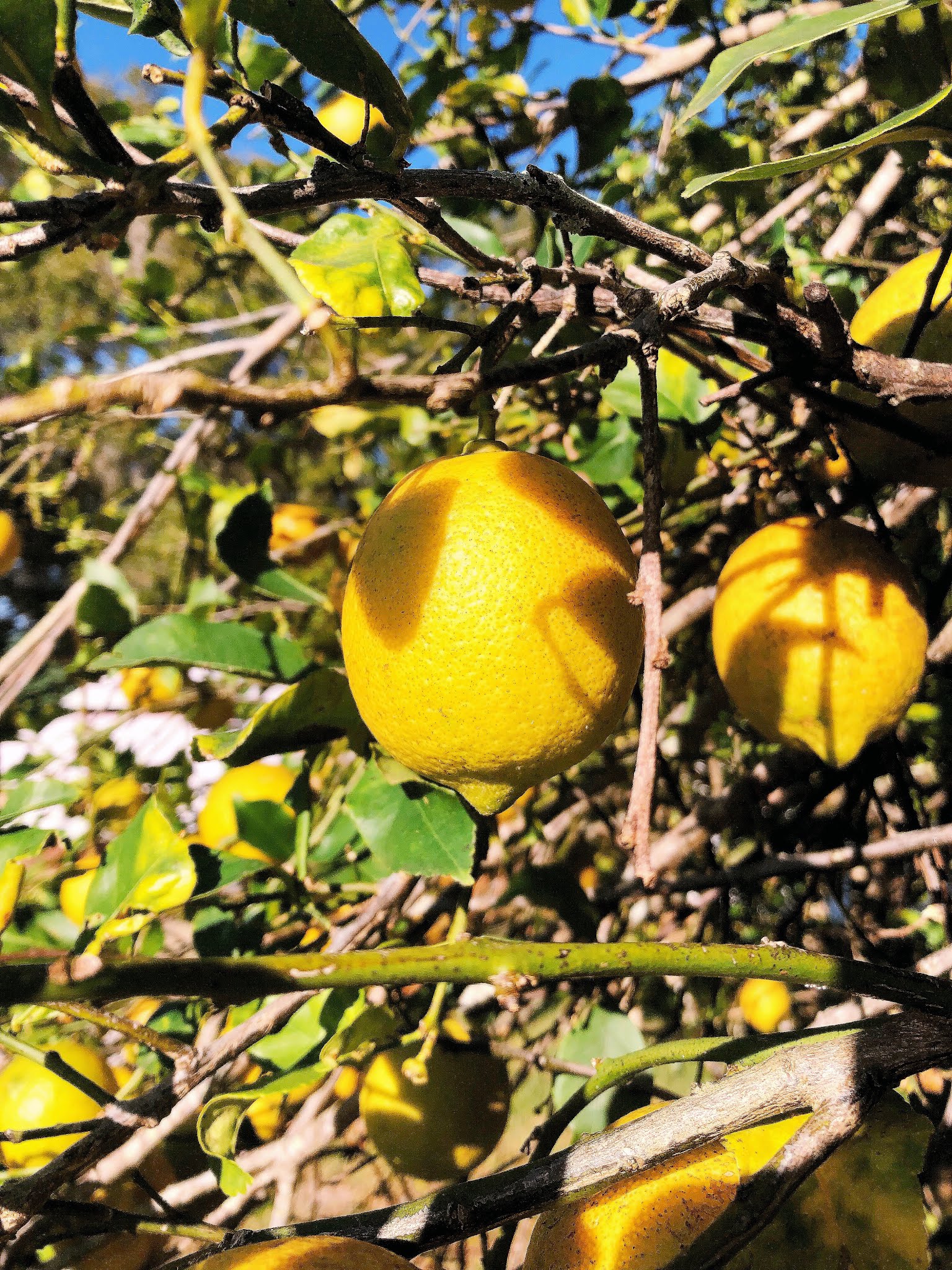 lemon tree in florida