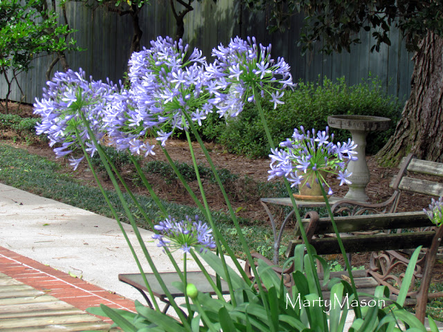 Agapanthus - Lily of the Nile - in the garden of Marty Mason 