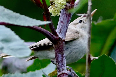 Sykes's Warbler