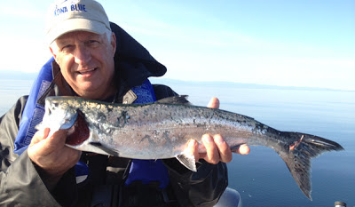 My king salmon was nearly snatched away by a harbor seal. The fish was pretty beat up in the fight, but all that matters is that I won!