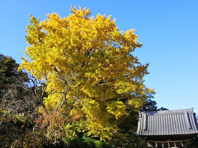  長勝寺の紅葉・黄葉