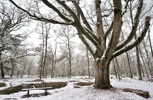 Chêne de Murger, forêt de Fontainebleau.