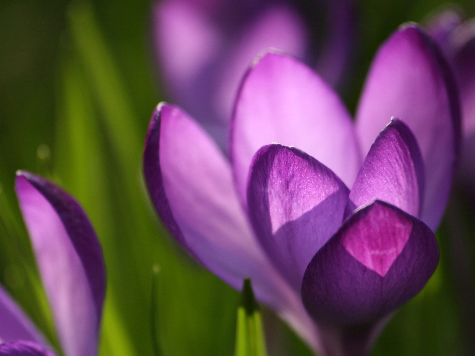 Violet Crocus Flower