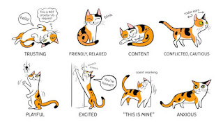 7 ways for understanding cat behaviour body language ease 