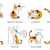 7 ways for understanding cat behaviour body language ease 