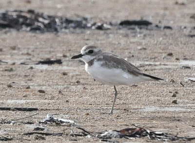 Greater Sandplover (Charadrius leschenaultii)