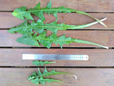 Giant edible dandelion comparison