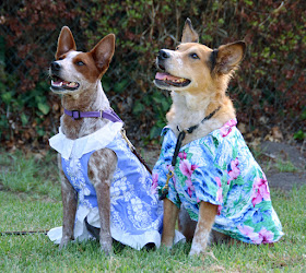Tropical tourist dogs