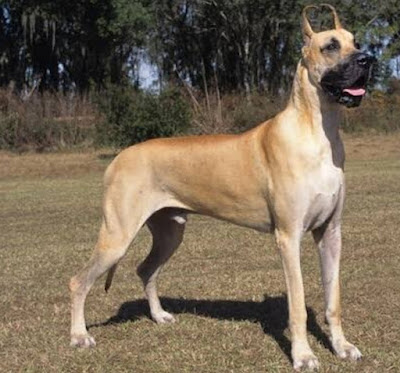 Scariest dogs in world
