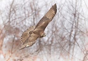 Immature red-tailed hawk flying.