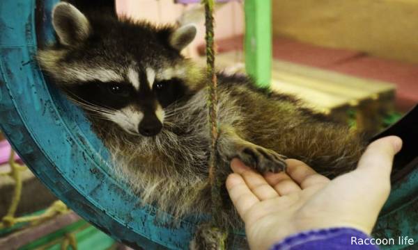 What is a Raccoon Natural Habitat and Lifestyle?