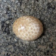 Harga Batu Mustika Longsari Semut, Memiliki Ajian Brajamusti