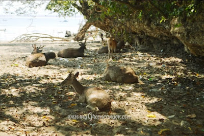 Rusa di pantai pangandaran