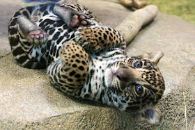 Funny animals of the week - 28 February 2014 (40 pics), cute baby jaguar picture