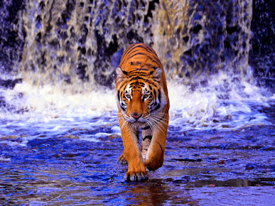 Tiger hd Wallpaper 25