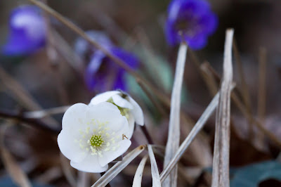 White Hepatica nobilis.