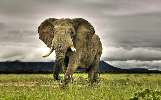 Beautiful Elefante HD Wallpaper Free