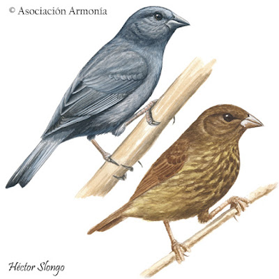 Costa Rica birds