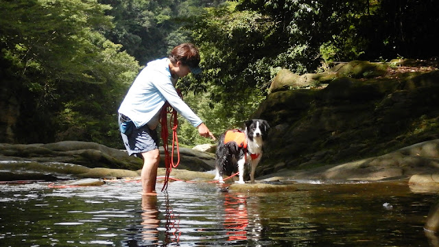 保護犬 ボーダーコリー トーマ 養老渓谷