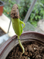 Delonix regia