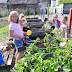 Notre potager a bien changé durant les vacances !