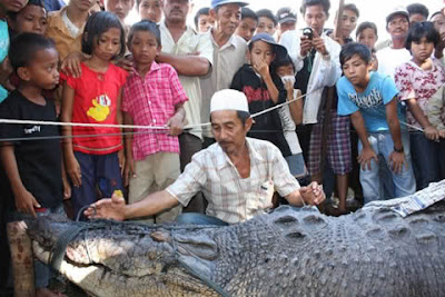 Ikan Berkepala Buaya di BATU PAHAT?