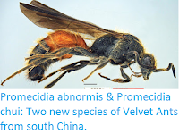 http://sciencythoughts.blogspot.co.uk/2016/12/promecidia-abnormis-promecidia-chui-two.html