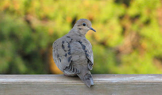 burung perkutut - agungjakanugraha.blogspot.com